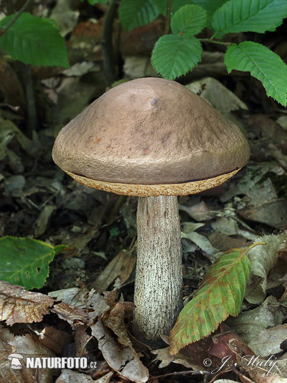 Leccinum pseudoscabrum