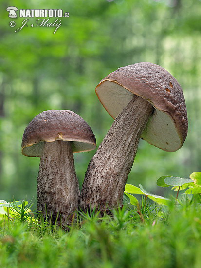 Leccinum pseudoscabrum