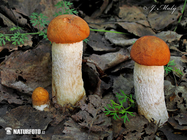 Leccinum rufum