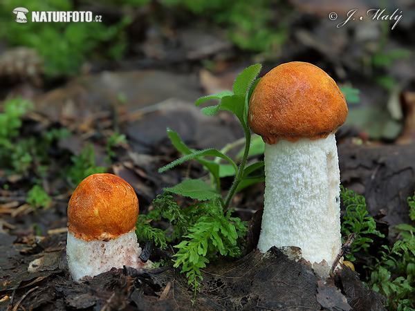 Leccinum rufum