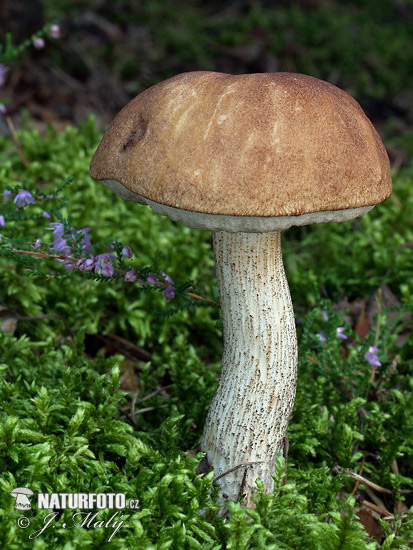 Leccinum scabrum