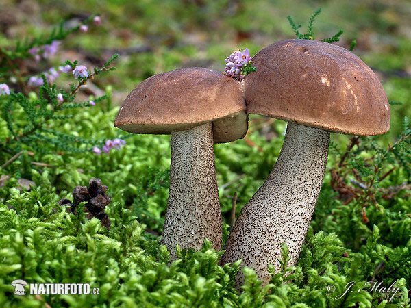 Leccinum scabrum