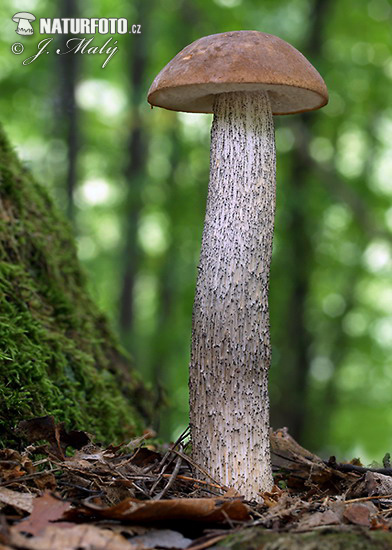 Leccinum scabrum