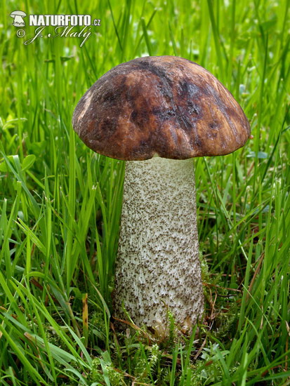 Leccinum scabrum