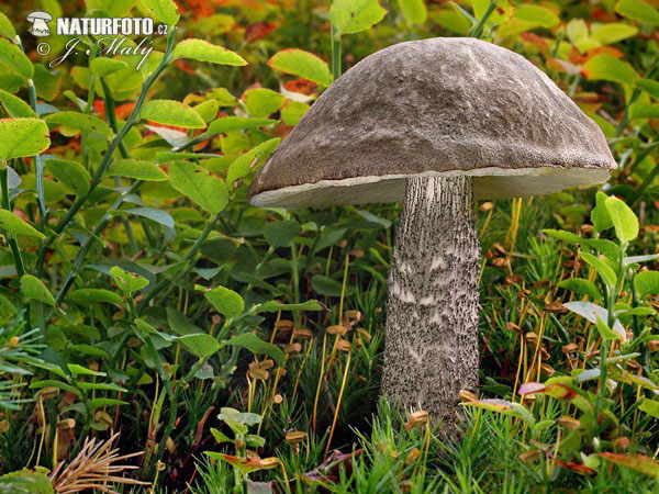 Leccinum variicolor