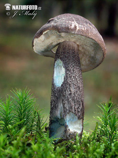 Leccinum variicolor