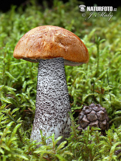 Leccinum versipelle