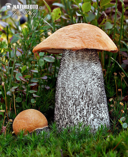 Leccinum versipelle