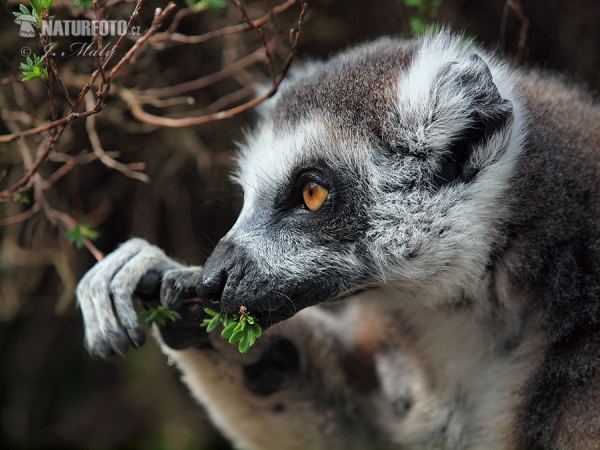 Lemur catta