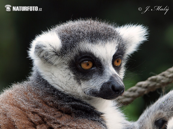 Lemur catta