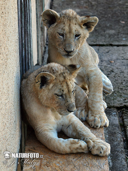 León