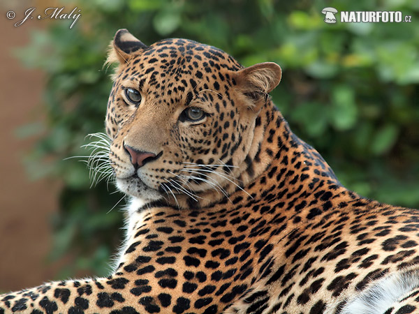 Leopardo di Giava