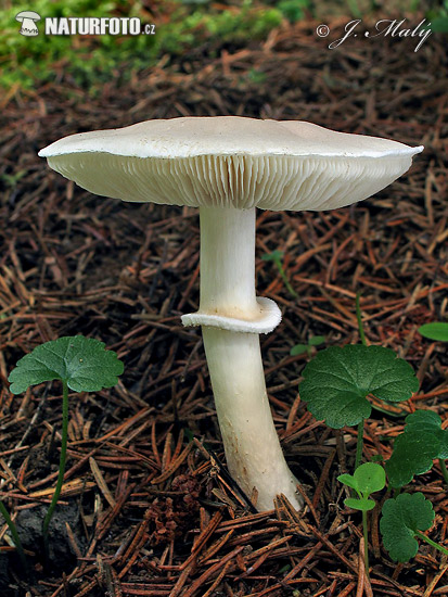 lepiota blanca