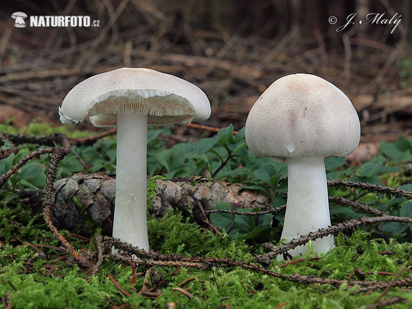 lepiota blanca