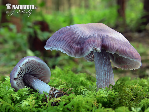 Lilac Bonnet Mushroom (Mycena pura)