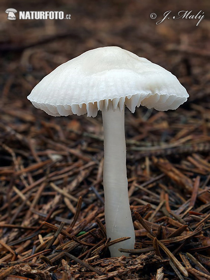 Lilac Bonnet White Form Mushroom (Mycena pura f. alba)