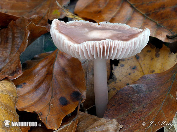 Lilac Bonnet Mushroom (Mycena pura)