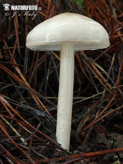 Limacella illinita