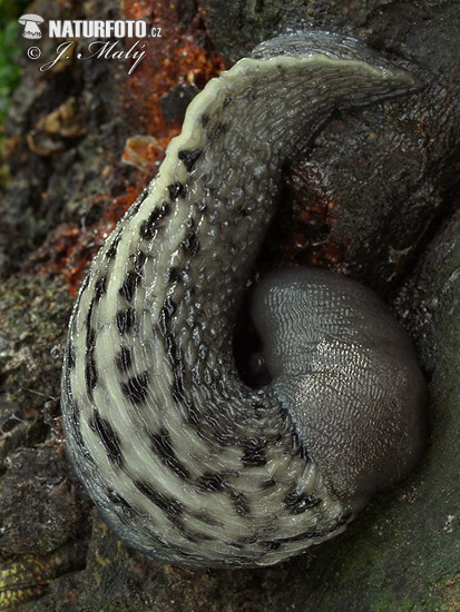 Limax cinereoniger