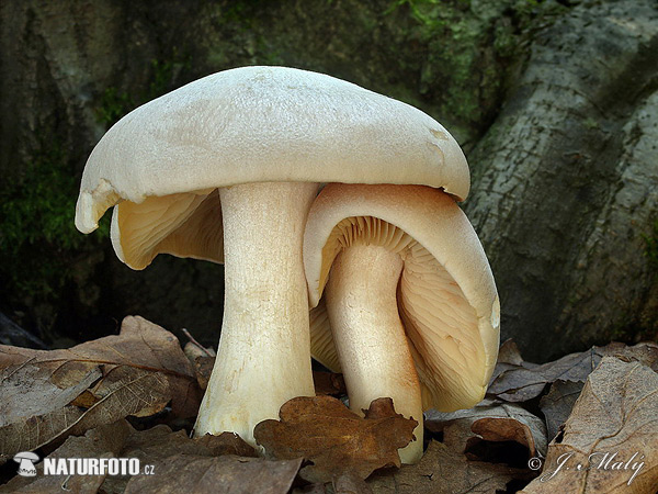 Livid Pinkgill Mushroom (Entoloma sinuatum)
