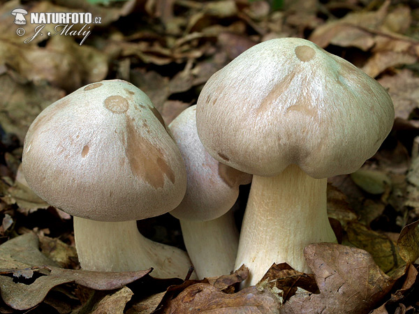 Livid Pinkgill Mushroom (Entoloma sinuatum)