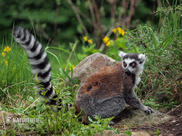 Lèmur de cua anellada