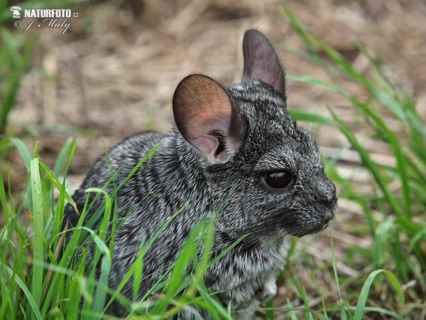 Long-tailed chinchilla (Chinchilla lanigera)