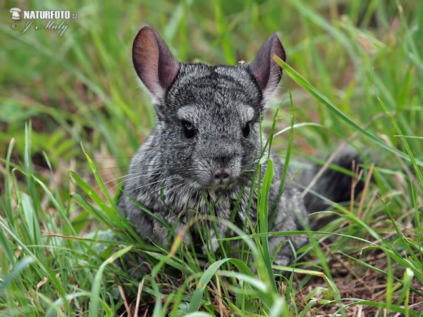 Long-tailed chinchilla (Chinchilla lanigera)