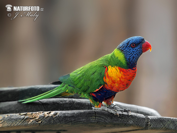 Lorichetto arcobaleno della Tasmania