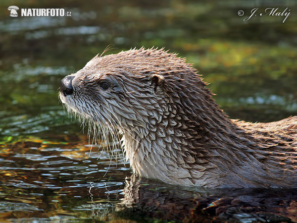 Loutre d'Europe