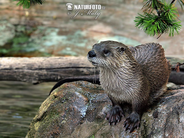 Loutre d'Europe