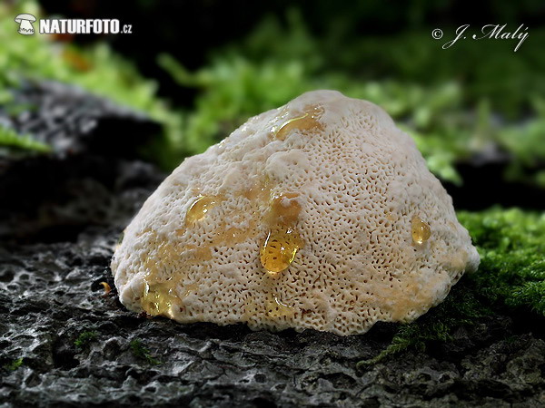 Lumpy Bracket Mushroom (Trametes gibbosa)