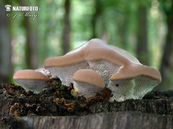 Lumpy Bracket Mushroom (Trametes gibbosa)