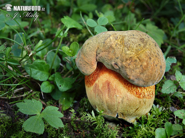 Lurid Bolete Mushroom (Suillellus luridus)