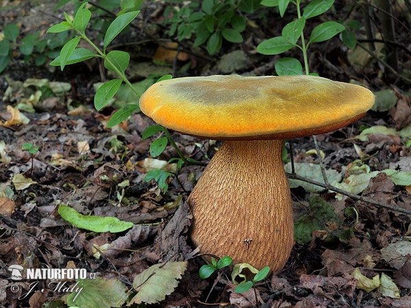 Lurid Bolete Mushroom (Suillellus luridus)