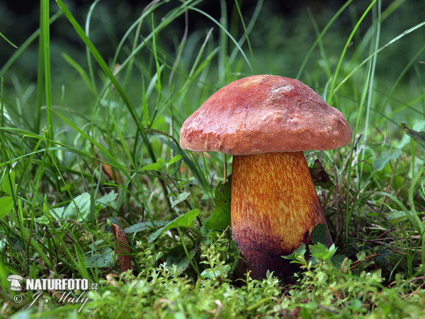 Lurid Bolete (var. rubriceps) Mushroom (Suillellus luridus var. rubriceps)