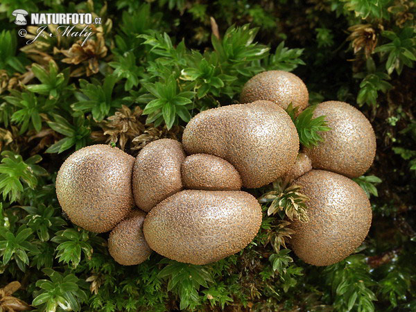 Lycogala epidendrum