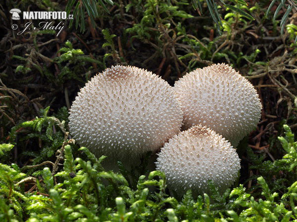 Lycoperdon perlatum