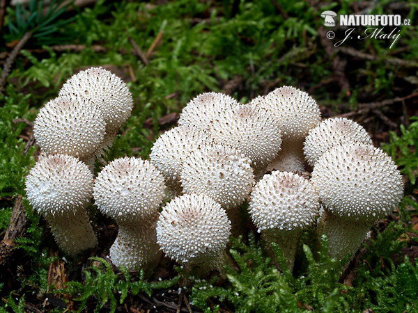 Lycoperdon perlatum