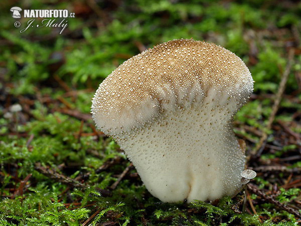 Lycoperdon perlatum