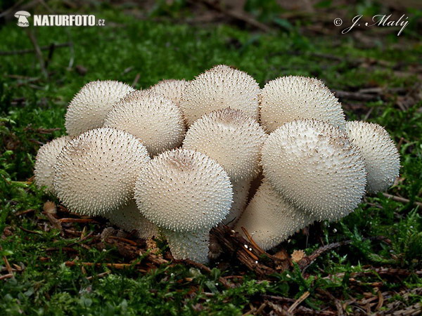 Lycoperdon perlatum