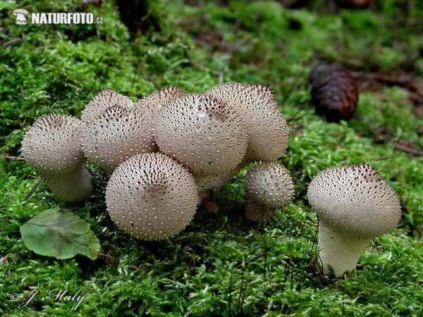 Lycoperdon perlatum