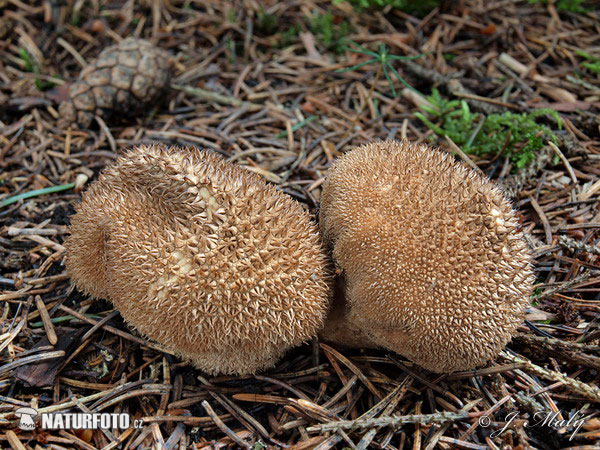 Lycoperdon umbrinum