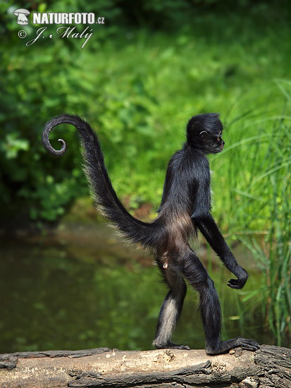 Macaco-aranha variegado imagem de stock. Imagem de rabugento