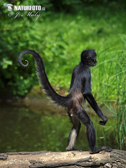 Macaco-aranha-de-geoffroy Fotografia, Fotos