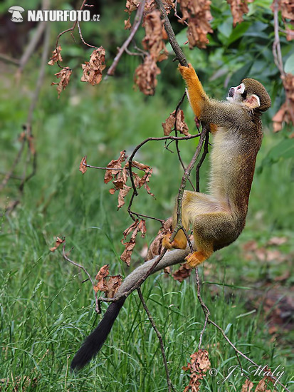 Macaco-de-cheiro