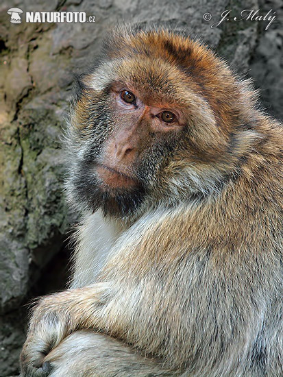 Macaco-de-gibraltar