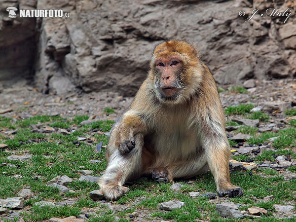 Macaco de Gibraltar