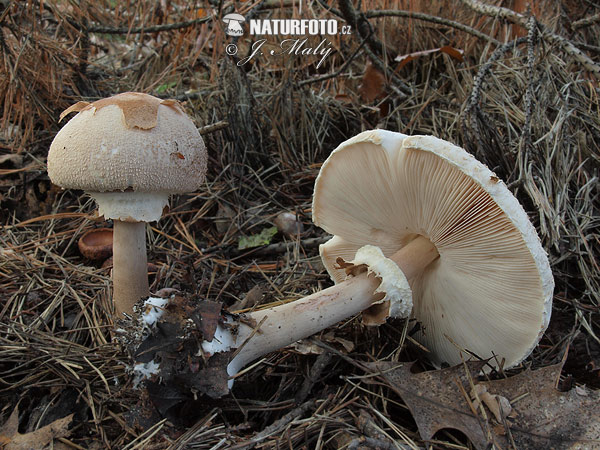 Macrolepiota konradii