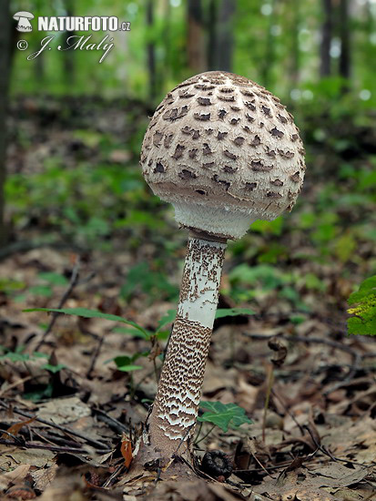 Macrolepiota procera